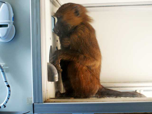 Гвинейскому павиану предъявляются слова или бессмысленные сочетания букв на компьютерном экране, после чего он должен нажать на ту или иную кнопку