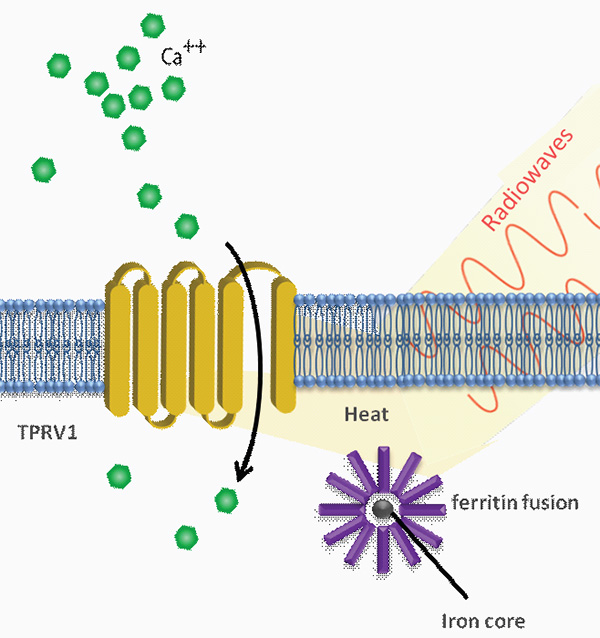 Схема работы методики с эндогенными наночастицами