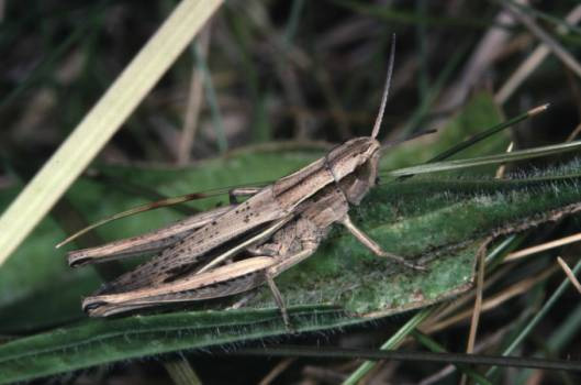 Белополосая кобылка