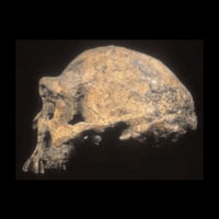 Мозг австралопитека (вверху) был вдвое меньше, чем у Homo erectus (в центре), и втрое меньше, чем у Homo sapiens (внизу). Фото из обсуждаемой статьи в Science