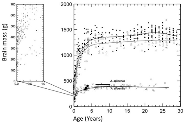 Зависимость массы мозга от возраста у современных людей, шимпанзе и австралопитеков