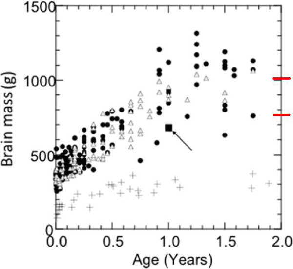Размер мозга ребенка из Моджокерто на фоне данных по современным людям и шимпанзе