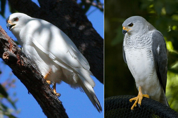Полиморфизм по окраске: белая и серая морфы светлого ястреба (Accipiter novaehollandiae)