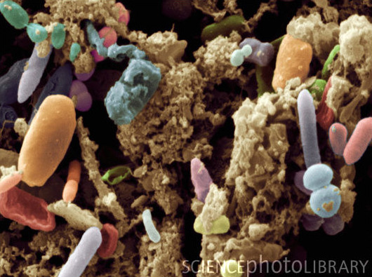 Комплекс бактерий пищеварительного тракта цыплят (на фото), а также других домашних животных, послужил прекрасной основой для исследования структурной организации сообществ