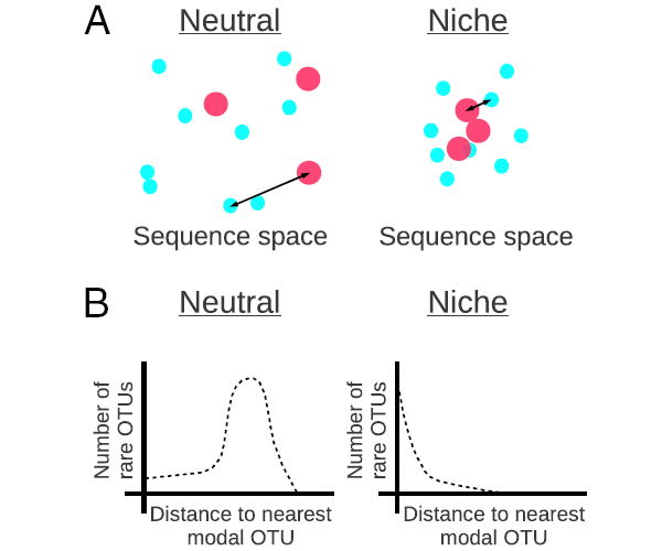 Гипотетическое распределение частых и редких видов и распределение филогенетических расстояний в случае нейтральной концепции и модели разделения ниш