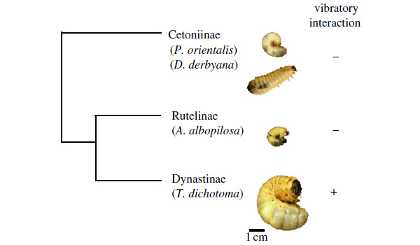 В опытах, помимо жука-носорога, были использованы личинки трех видов пластинчатоусых жуков: Protaetia orientalis — восточная бронзовка, Dicronorrhina derbyana — африканский вислонос, Anomala albopilosa — хрущик или цветоед