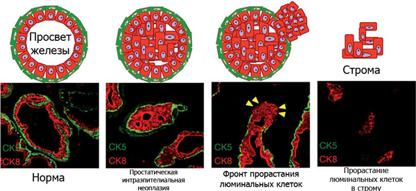mtor 2 600 mtor что это такое в медицине