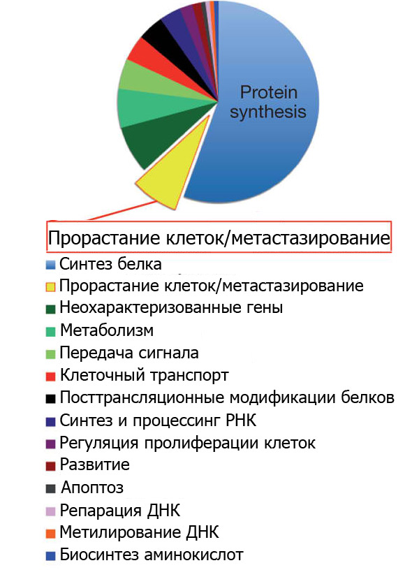 Классификация регулируемых mTOR мРНК