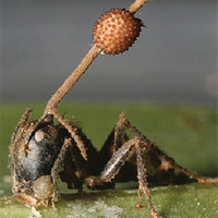 Рис. 1. Гриб Ophiocordyceps, прорастающий из головы зомбированного муравья-древоточца Camponotus