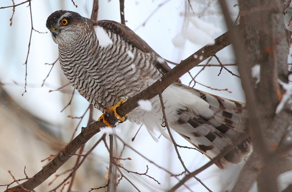 Ястреб-перепелятник — опасный хищник, окраску которого, видимо, и имитирует оперение кукушек