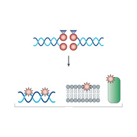Общий механизм действия бактерицидных антибиотиков