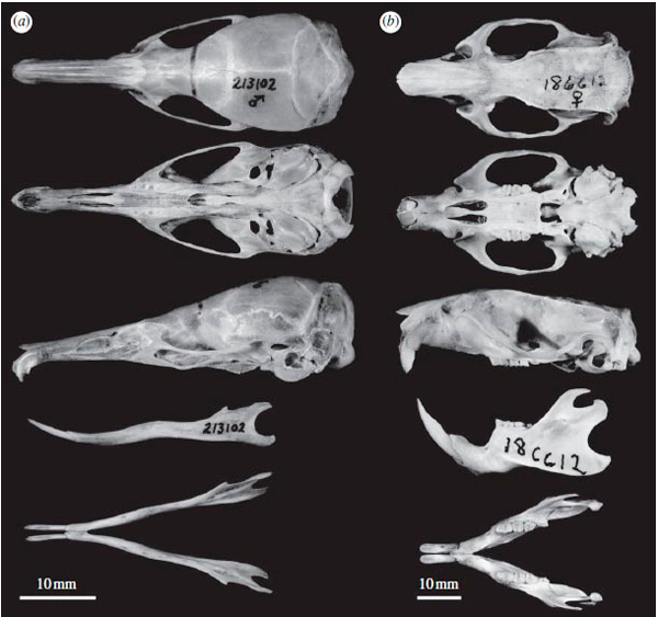 Черепа (вид сверху, снизу и сбоку) и челюсти (вид сбоку и сверху) нового вида землеройковой крысы Paucidentomys vermidax и серой крысы Rattus norvegicus