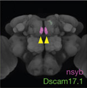 Мозг самца дрозофилы