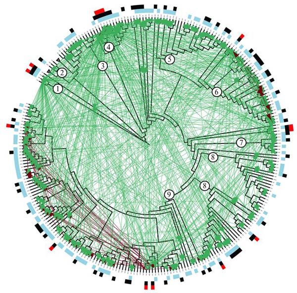 Генеалогическое дерево 185 изученных штаммов морских вибрионов и структура антагонистических взаимодействий между ними