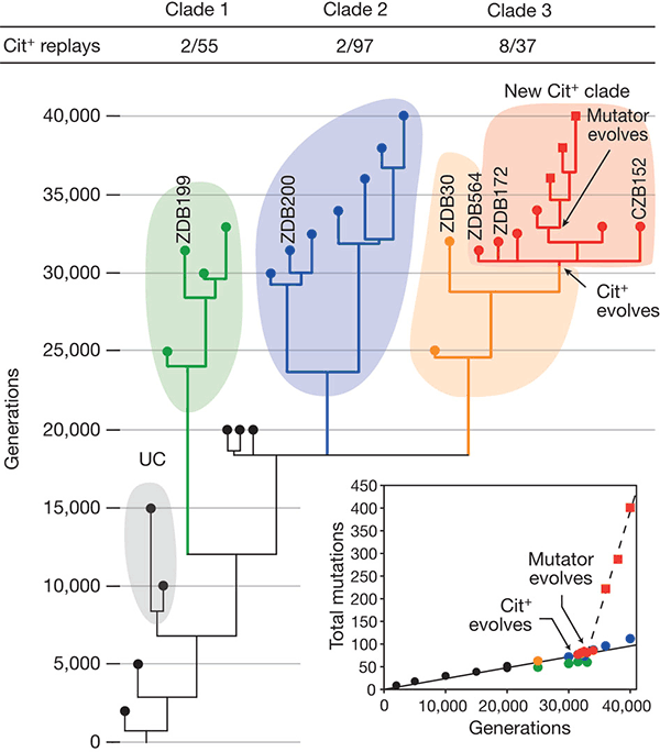 Рис. 1. Эволюционная история популяции Ara-3, в которой бактерии научились питаться цитратом