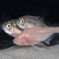 <p>Слепая пещерная форма рыбы <i>Astyanax mexicanus</i> (<i>на переднем плане</i>) рядом со своими зрячими родственниками