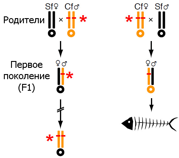 Модель, объясняющая разное влияние ядерной и митохондриальной ДНК в результате отцовского генетического эффекта на адаптивное поведение