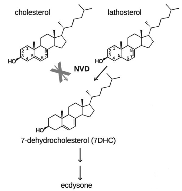Рис. 2. У обычных дрозофилид фермент NVD может синтезировать 7DHC как из холестерола, так и из латостерола, содержащегося в кактусе L. schottii. У кактусовых мух D. pachea этот фермент потерял способность работать с холестеролом