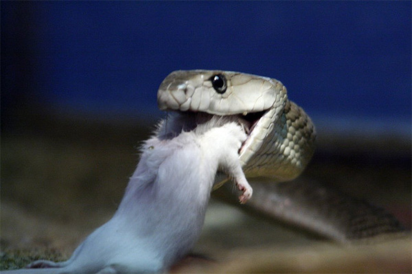 Когда черная мамба кусает мышь — свою излюбленную добычу, — то, по всей видимости, мышь не испытывает боли, так как яд этой змеи содержит сильный анальгетик