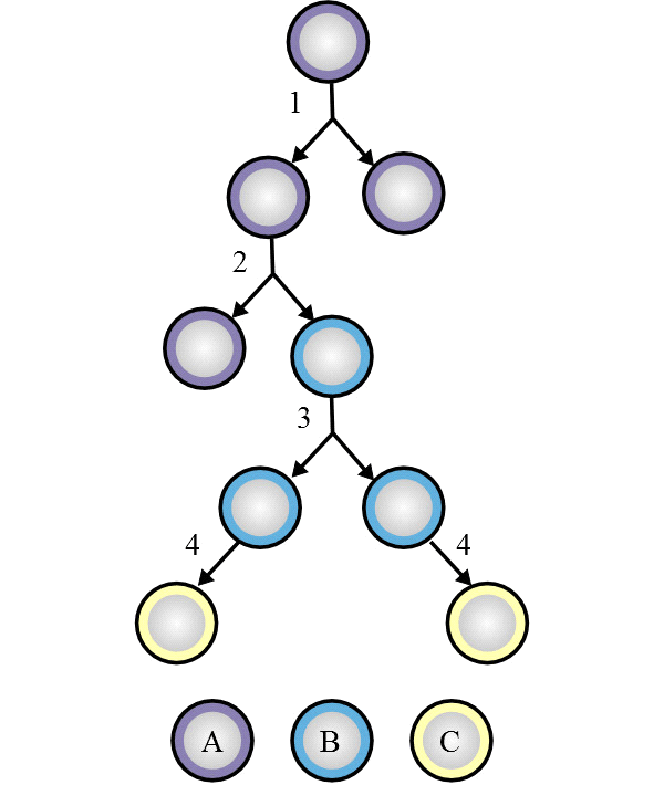 Рис. 1. Схема делений и дифференцировок стволовых клеток