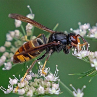 Шершень Vespa velutina