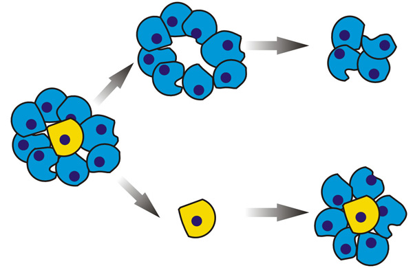 Схемы лечения рака, ориентированные или не ориентированные на уничтожение раковых стволовых клеток