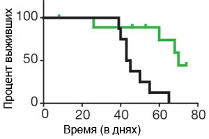 Выживаемость мышей, леченных и нелеченных ганцикловиром