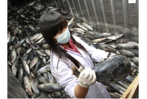 В августе 2012 года был зарегистрирован самый высокий уровень радиоактивного заражения у фукусимской рыбы