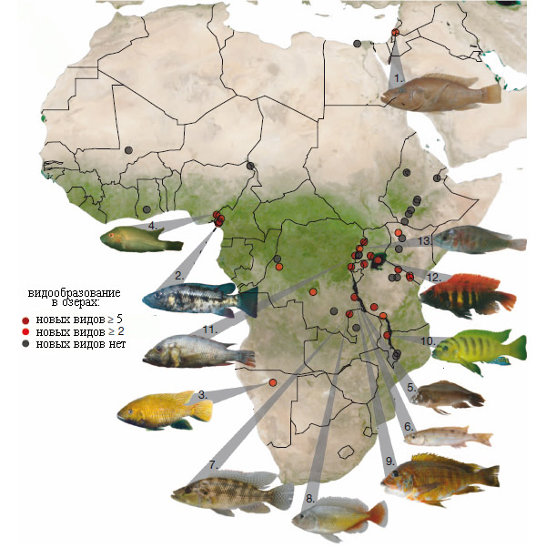 Темпы видообразования цихлид в 46 африканских озерах