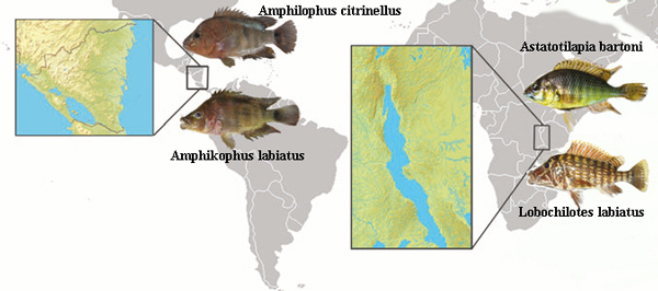 Схожие по экстерьеру тонкогубые и толстогубые цихлиды в озере Манагуа (Центральная Америка) и в озере Танганьика (Восточная Африка)