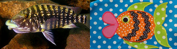 Самые наглядные примеры параллельной эволюции можно увидеть среди пресноводных цихлид