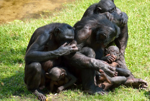 Бонобо — обезьяны с очень сложным социальным поведением