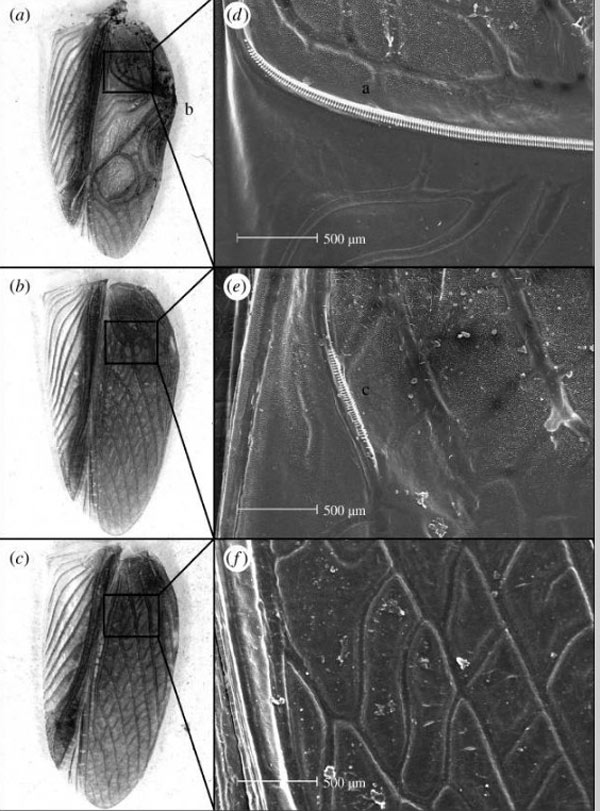Нижняя сторона правого надкрылья нормального самца, немого самца и самки
