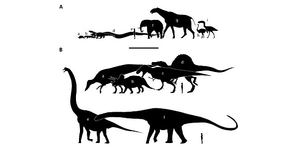 Крупнейшие представители вымерших и существующих групп наземных позвоночных (два нижних — завроподы)