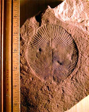 Рис. 1. Отпечаток Dickinsonia Sprigg, 1947 — типичного представителя вендобионтов из красноцветных песчаников эдиакарской пачки в Южной Австралии