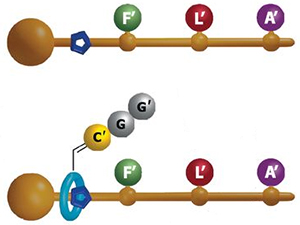 Схематическое изображение молекулярной машины (сверху), и молекулярной машины со связанным с ней синтезированным пептидом (снизу). Рисунок из обсуждаемой статьи в Science.