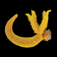 Червь-альвинеллида Paralvinella hessleri