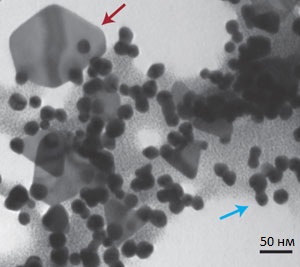 <p>Рис. 1. Электронная микрофотография комплекса дельфтибактина с золотом. Дельфтибактин добавили к раствору солей золота за 10 минут до того, как была сделана микрофотография. На микрофотографии видны коллоидные частицы золота (синяя стрелочка) и октаэдрические частицы золота (красная стрелочка), образовавшиеся под действием дельфтибактрина