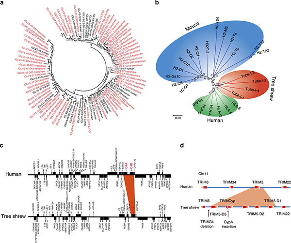 Рис. 2. Сравнение иммунной системы у тупайи и человека