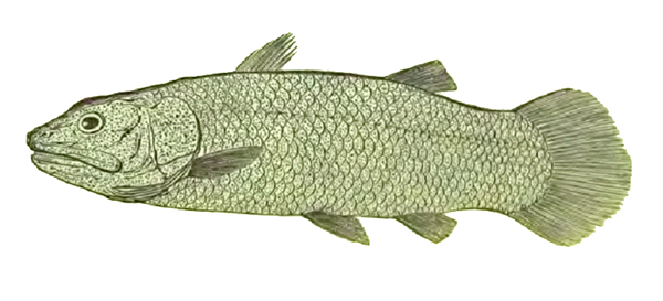 Рис. 2. Реконструкция кистепёрой рыбы Macropoma