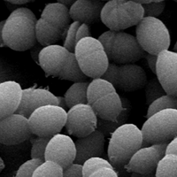 Бактерия Streptococcus thermophilus, на примере которой было впервые доказано существование приобретенного иммунитета прокариот и разобран его механизм