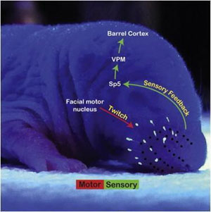 Схема нервных путей, обеспечивающих передачу сенсорного сигнала от вибрисс в кору головного мозга