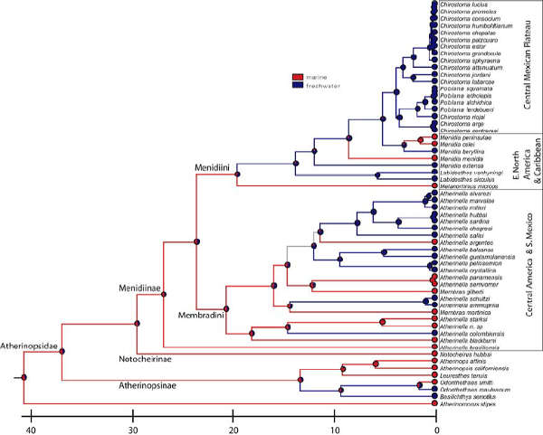 Рис. 1. Филогенетическое дерево атеринообразных рыб из подсемейства Menidiinae, построенное на основании анализа четырех генов