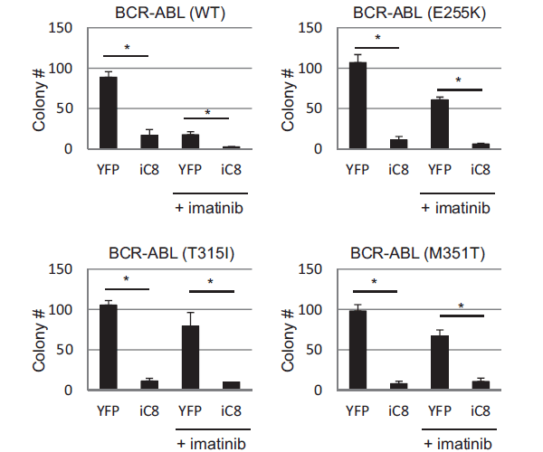 Рис. 5. Воздействие i-Caspase-8 на мышиные стволовые клетки, синтезирующие белок BCR-ABL, а также на стволовые клетки, несущие в гене BCR-ABL мутации, увеличивающие его устойчивость к ингибиторам