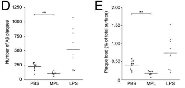 Рис. 4. Количество (D) и общая площадь (E) β-амилоидных бляшек в коре головного мозга мышей, которым был введен раствор MPL, найтрий-фосфатный буфер (PBS) или немодифицированный липополисахарид (LPS)