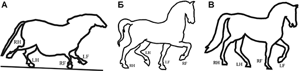 Рис. 3. Контурные прорисовки лошадей: из пещеры Ласко во Франции, доисторический период (А), с рисунка Леонардо да Винчи, исторический период (Б) и конной статуи работы Лайоша Гьёрфи, современный период (В)