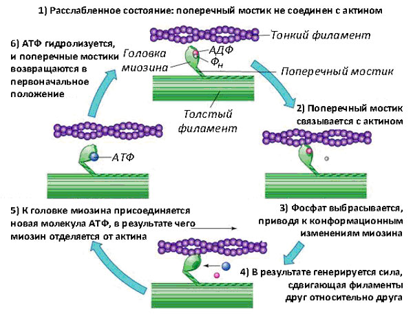 Рис. 3. Схема мышечного сокращения (классический цикл Лимна–Тейлора)