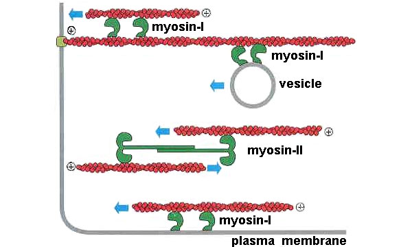 Рис. 5. Вот примеры функций, которые могут выполнять в клетке миозины различных видов. Они могут тянуть вдоль актиновой нити какой-либо груз (в данном случае везикулу), могут сдвигать актиновую нить относительно другой актиновой нити либо относительно мембраны и могут, наконец, обеспечивать мышечное сокращение.