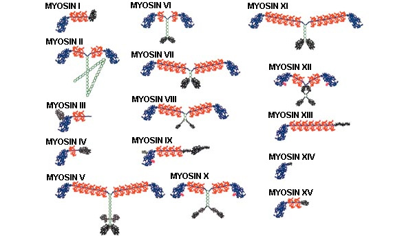 Рис. 6. Вот какие разные бывают миозины