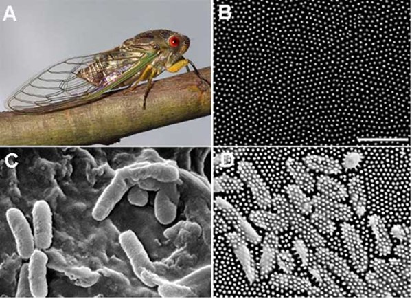 Певчая цикада Psaltoda claripennis и бактерии Pseudomonas aeruginosa в сканирующем электронном микроскопе